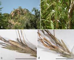 Image result for Euclasta condylotricha