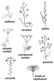 Inflorescences How Flowers Are Arranged Rarely Do I Encounter New Words Here Five Biology Plants Plant Identification Horticulture Education