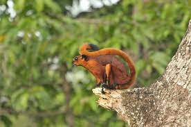 Red And White Giant Flying Squirrel R Pics Flying Squirrel Squirrel Squirrel Monkey