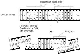 Image From Http Www Goldiesroom Org Multimedia Bio Images 20 20molecular 20genetics 28 20restriction 20enzymes Jpg Dna Sequence Science Nerd Dna