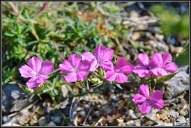 Maybe you would like to learn more about one of these? Mein Kleines Alpinum Ein Steingarten Am Niederrhein Dianthus Haematocalyx Ssp Pindicola Nelke