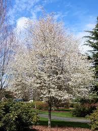 Image result for Amelanchier laevis