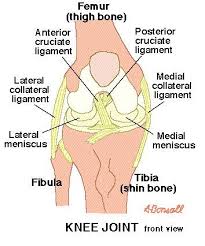 The mcl stands for medial collateral ligament. Pin On Knees Knee Exercises Knee Injuries Knee Treatment