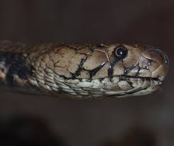The mozambique spitting cobra can eject venom up to 8 feet (2.4 meters) away. Mozambique Spitting Cobra Project Noah