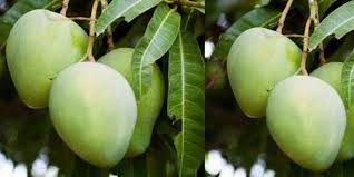 Daun mangga yang diserang berwarna hitam seperti beledu. Manfaat Daun Mangga Bagi Kesehatan Turunkan Tekanan Darah Bola Net
