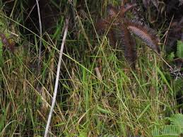 Image result for Entolasia