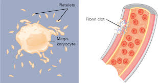 Here you can explore hq red blood cell transparent illustrations, icons and clipart with filter setting like size, type, color etc. Components Of Blood Article Khan Academy