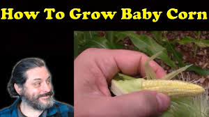 We did not find results for: How To Grow And Harvest Baby Corn Review Of Burpee Baby Corn Seeds Youtube