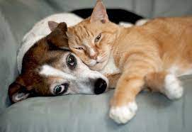 Financial assistance resources for pet owners. Mspca Angell Kindness And Care For Animals