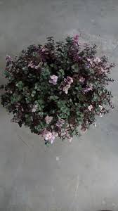 Callisia repens, also known as creeping inchplant, bolivian jew or turtle vine, is a succulent creeping plant from the family commelinaceae. Artroy Gardens Callisia Repens Bianca Facebook