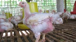 Doc ayam broiler adalah anakan umur 1 hari dari indukan ayam broiler yang ditetaskan oleh perusahaan breeder/ penetasan yang nantinya akan menjadi bibit dari ayam broiler / ayam pedaging yang biasa kita konsumsi. Harga Ayam Broiler Hari Ini Kamis 28 Mei 2015