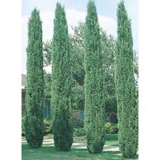 Image result for Cupressus sempervirens
