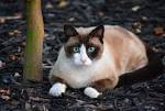 Snowshoe cat - Wikipedia