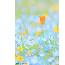 crop ann on instagram garden photo お花畑シリーズ 最近休み休みのインスタですが しばし蔵出しフォト続きます 先月撮った写真ですが オレンジのチューリップ ブルーの中に映えてかわいいなぁと instagram posts flowers instagram