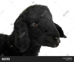 Calling it a baby lamb is redundant. Black Lamb Baby Sheep Image Photo Free Trial Bigstock