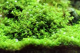 Demikianlah kumpulan tanaman karpet aquascape untuk pemula yang mudah tumbuh dan tahan lama. 5 Jenis Tanaman Karpet Aquascape Yang Paling Populer Aquaama