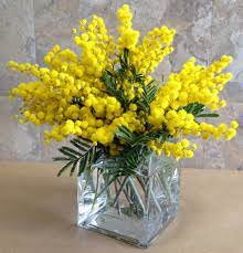 Pin By Scarllet Ighani On Mimosa Sun Beautiful Flowers Mimosa Flower Flower Vases