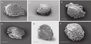 Image result for Gisekia africana