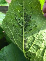The culprit munching on the leaves of your young plants may likely be the cucumber beetle. My Zucchini Plants Have Suddenly Been Infested With Small Black Bugs Does Anyone Know What They Are And How To Get Rid Of Them Backyardorchard