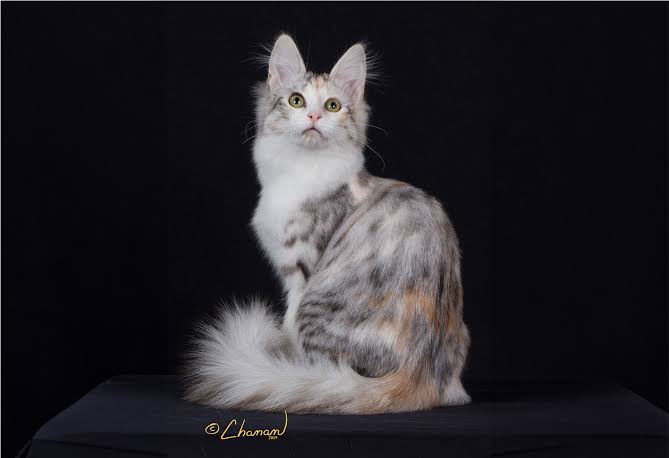 Turkish Angora - The Cat Fanciers' Association