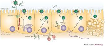 Image result for Rotavirus