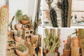Good fortune and misfortune happens with the decree of allah (subhanahu wa ta'ala). How To Keep An Artful Pot Of Desert Plants Alive Indoors