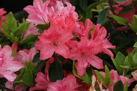 Maybe you would like to learn more about one of these? Azalea Blaauws Pink Kilmarnock Nurseries