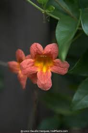 Image result for Bignonia capreolata