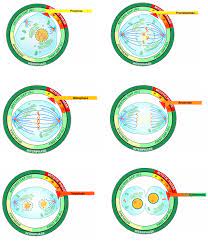 We did not find results for: Mitosis And The Cell Cycle Biology I Laboratory Manual