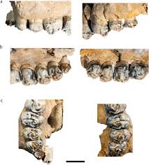 Image result for Paratheria