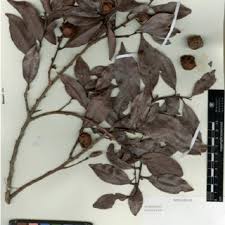 Image result for Diospyros sp. no. 1 sensu FZ