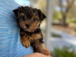 Parti yorkie puppies for sale in georgia. Yorkshire Terrier Breeder With Puppies For Sale In Georgia Kat S Kennel