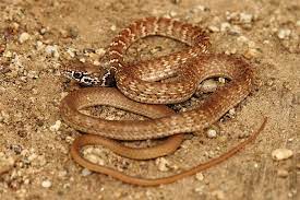 A Juvenile Red Racer Masticophis Flagellum Piceus Colorful Snakes Interesting Animals Lizard