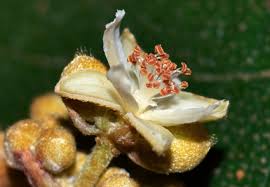 Image result for Malvaceae subfamily Grewioideae