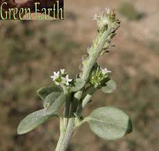 Image result for Euploca ovalifolia