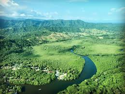 Image result for Nicolasia costata