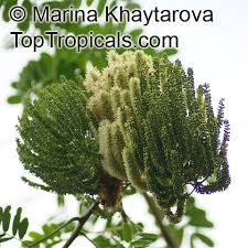 Image result for Entada stuhlmannii