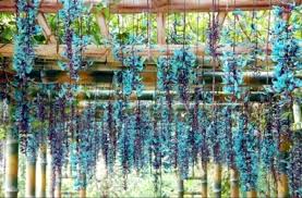 Image result for Strongylodon macrobotrys