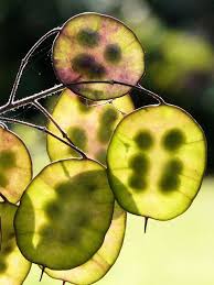 All chocolate starts its life as a seed, in a pod, on a tree. Honesty Seed Pods Seed Pods Seeds Planting Flowers