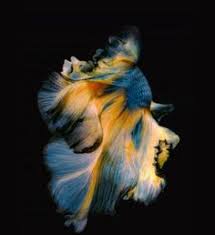 Warna biru identik dengan warna langit dan warna laut/samudra. 900 Wallpaper Ideas In 2021 Wallpaper Wallpaper Keren Greenbean Casserole Recipe