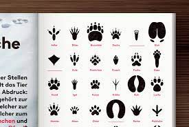 Rätsel rund um das thema tier. Animal Tracks Iris Luckhaus Illustration Design