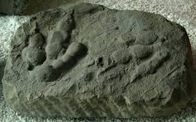 James price point dinosaur footprints. Fossil Track Wikipedia