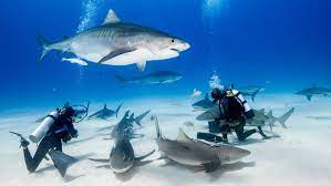 Most tours are accompanied by a spotter plane to make finding the whale sharks a breeze. 10 Best Places To Swim With Sharks Conde Nast Traveler