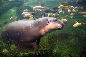 Pygmy Hippo 16 Astonishing Facts About A Little Cousin Animals Animal Species African Wildlife