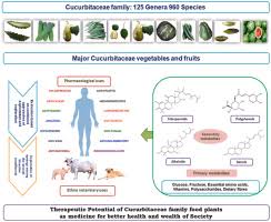 Image result for Cucurbitaceae