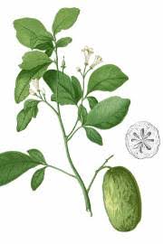 Image result for Vepris reflexa