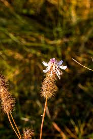 Image result for Pycnostachys reticulata