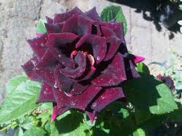 518 likes · 1 talking about this. Jual Tanaman Mawar Hitam Black Rose Bibit Online