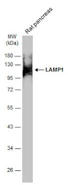 Three major igg isotypes are found in camel: Anti Lamp1 Antibody Gt25212 Gtx634336 Genetex