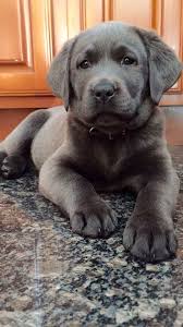 The labrador retriever has 3 coat colors. Layden The Charcoal Lab Puppy Lab Puppies Charcoal Lab Puppies Puppies